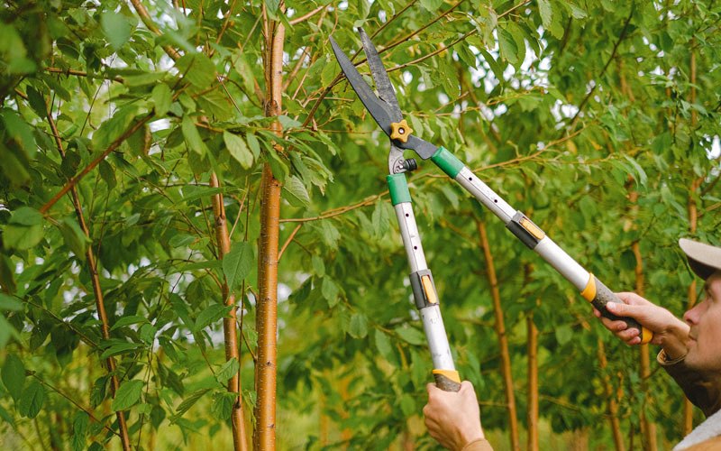 Tree trimming in Trenton, TX