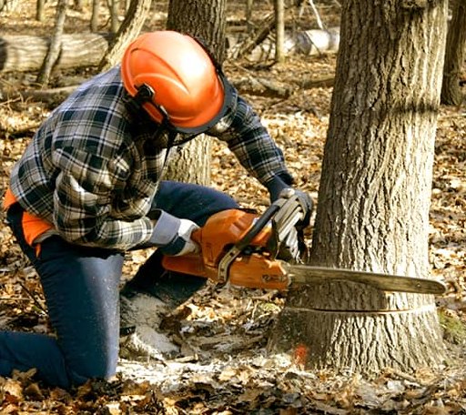 Tree Removal in Trenton, TX